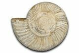 Jurassic Ammonite (Perisphinctes) Fossil - Madagascar #337697-1